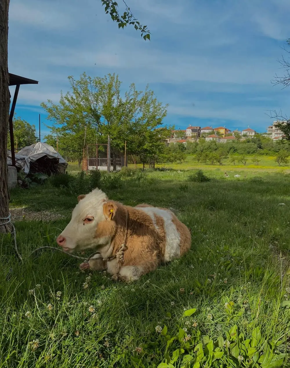 Ferme pédagogique